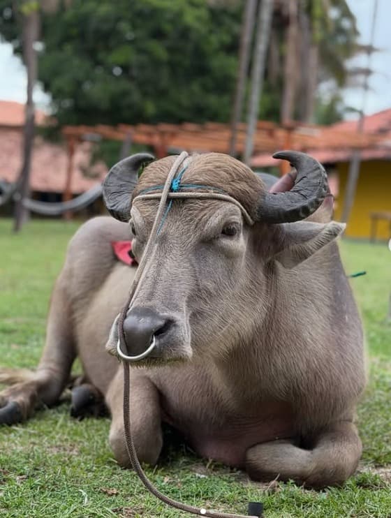 Pousada dos Guarás 4