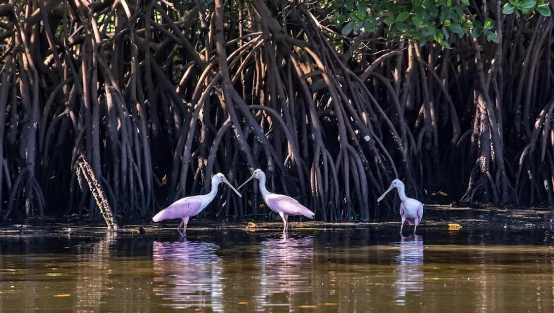 Manguezais de Salvaterra | leitura silenciosa da agua