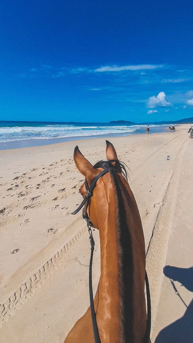 Horseback ride on the beach at dusk | where ranch life meets shoreline